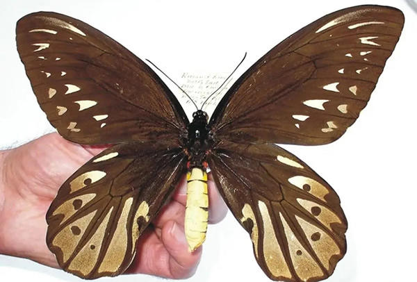 最大的昆虫(世界十大昆虫及图片)