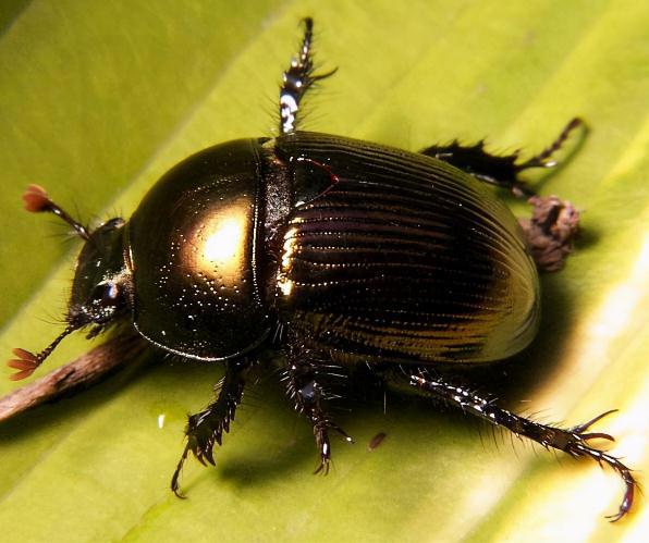 最大的昆虫(世界十大昆虫及图片)