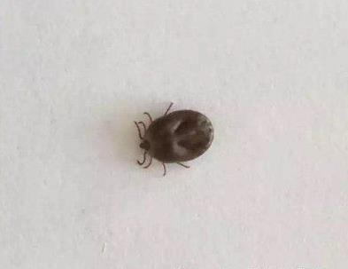 蜱虫图片:家里有蜱虫不小心被咬了怎么办