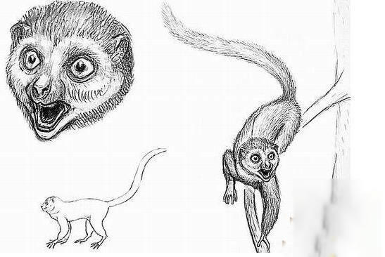 真实水猴子水鬼图片及特种力量揭晓(图)