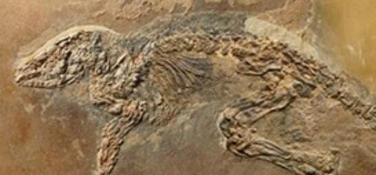 真实水猴子水鬼图片及特种力量揭晓(图)