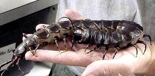 世界上最大的蜈蚣：巨人蜈蚣长0.62米（图）