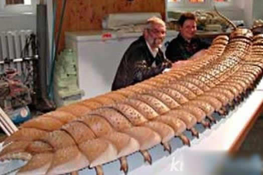 世界上最大的蜈蚣：巨人蜈蚣长0.62米（图）