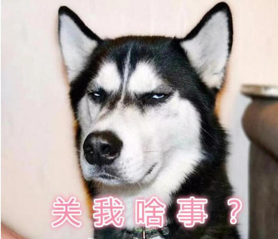 狼为什么不咬哈士奇 狼会把哈士奇当同类吗