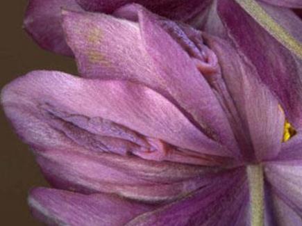 女人十大名器图片：女人最美名器外阴祥文花型图演绎