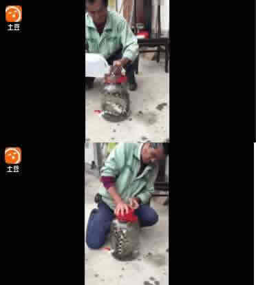 贵州农民抓到2公斤五步蛇泡酒, 正常蛇在酒里面能活一年以上