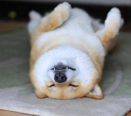 微笑狗事件是什么：微笑狗恐怖在哪里,微笑狗恐怖原图