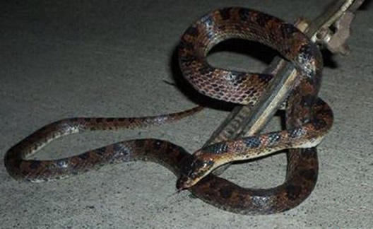 中国八三年蛇灾：历史上发生的蛇灾,近年来的蛇灾事件