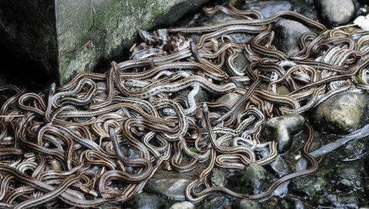 中国八三年蛇灾：历史上发生的蛇灾,近年来的蛇灾事件