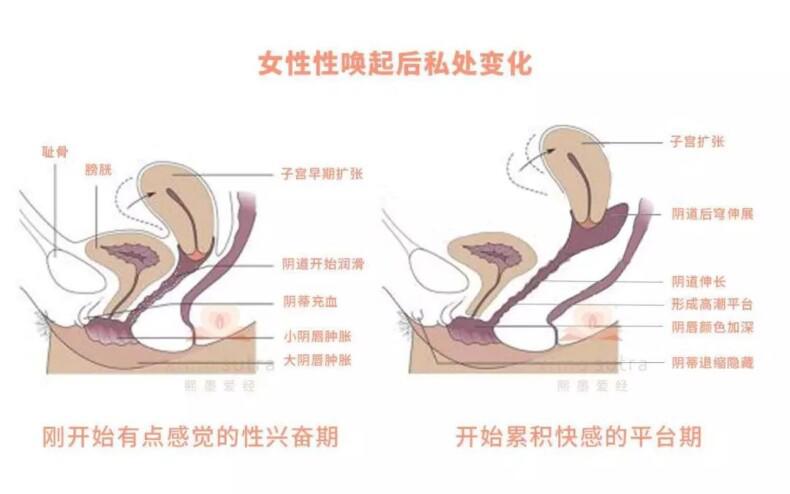 多少cm可以到顶部?女性YD到底有多深?