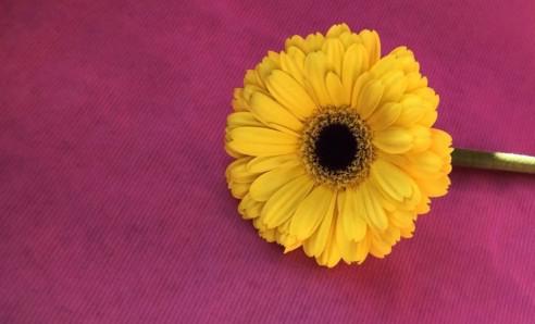 从后面入到底应该怎么入？菊花开发指南